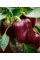 Перец сладкий "Лайлак белл" ТМ "GL Seeds" 0,25г.