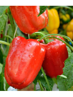 Перець солодкий "Любов" ТМ "GL Seeds" 0,25 г.
