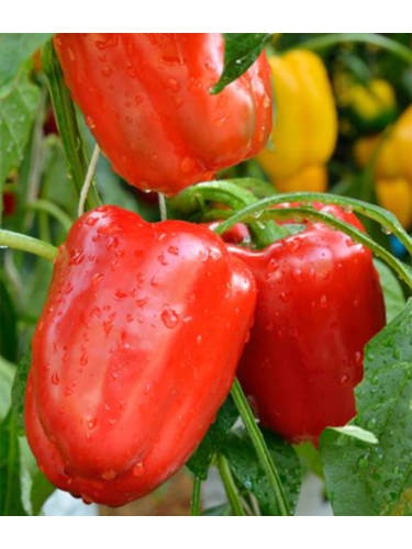 Перец сладкий "Любовь" ТМ "GL Seeds" 0,25г.