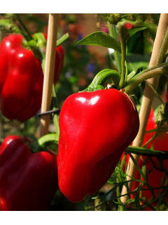 Перець солодкий "Подарунок Молдови" ТМ "GL Seeds" 0,25 г.