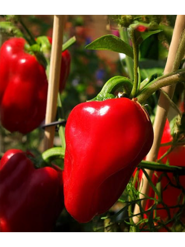 Перець солодкий "Подарунок Молдови" ТМ "GL Seeds" 0,25 г.
