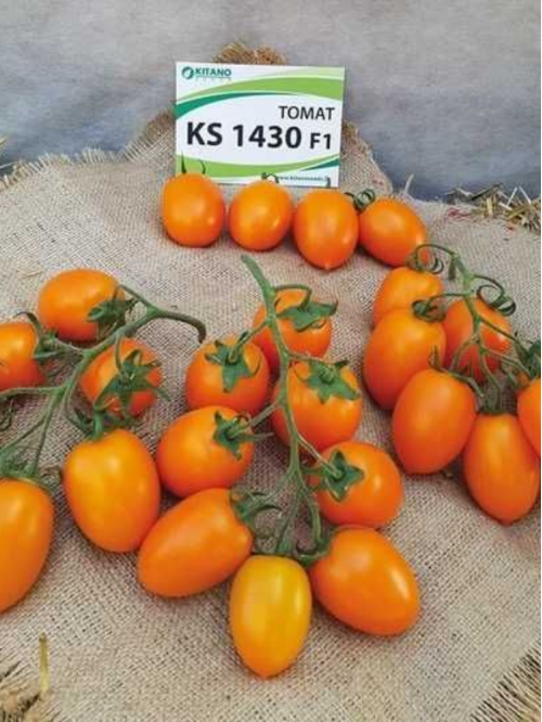Томат "Бенигара (KS 1430) F1" ТМ "Bestе Kern" 10 шт.