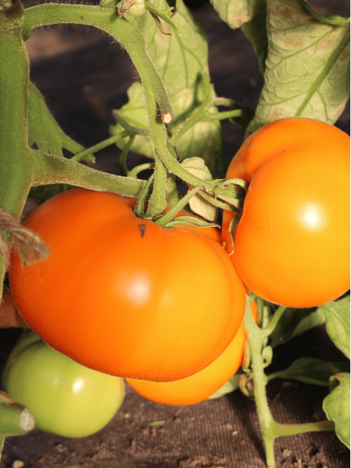 Томат "Хурма" ТМ "GL Seeds" 0,1 г.