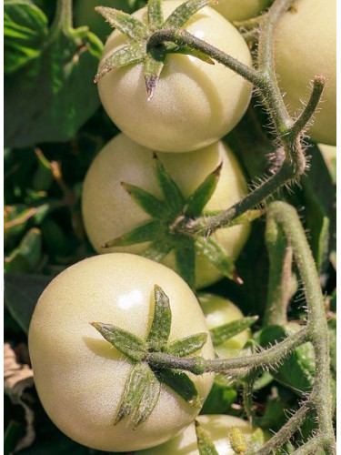 Томат "Білий пломбір" ТМ "GL Seeds" 0,1 г.