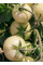 Томат "Белый пломбир" ТМ "GL Seeds" 0,1г.