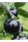 Томат "Индиго Роуз" ТМ "GL Seeds" 0,1г.