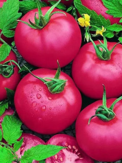 Томат "Малиновый звон" ТМ "GL Seeds" 0,1г.