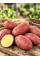 Картопля Беллароза насіннєва (рання, 1 репродукція) 5 кг.