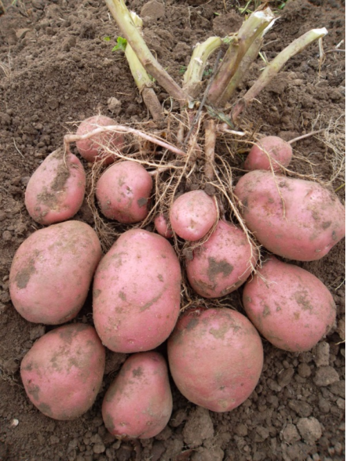 Картопля Беллароза насіннєва (рання, 1 репродукція) 5 кг.