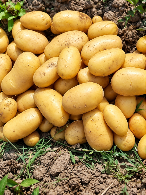 Картопля Берніна насіннєва (середньостиглий, 1 репродукція) 5 кг.