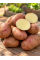 Картофель Фотиния семенная (среднеспелый, 1 репродукция) 5 кг.