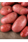 Картофель Фотиния семенная (среднеспелый, 1 репродукция) 5 кг.
