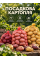 Картопля Берніна насіннєва (середньостиглий, 1 репродукція) 10 кг.