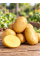 Картопля Корінна насіннєва (ультрарання, 1 репродукція) 5 кг.