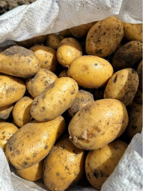 Картопля Корінна насіннєва (ультрарання, 1 репродукція) 5 кг.