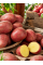 Картофель Балтик Роуз семенной (средневренная, 1 репродукция) 1 кг.
