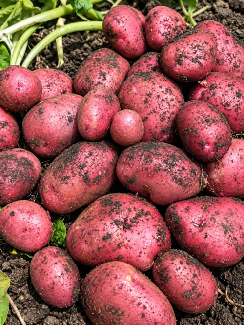 Картофель Фламенко семенной (поздний, 1 репродукция) 1 кг.