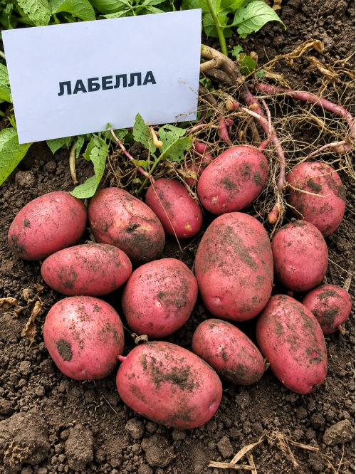 Картофель Лабела семенная (среднеранняя, 1 репродукция) 10 кг.
