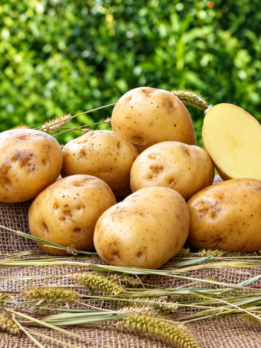 Картопля Рівʼєра насіннєва (ультрарання, 1 репродукція) 5 кг.