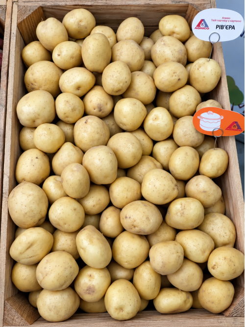 Картофель Ривьера семенной (ультранание, 1 репродукция) 1 кг.
