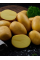 Картофель Таормина семенная (средняя, 1 репродукция) 10 кг.