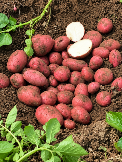 Картофель Торнадо семенной (ранняя, 1 репродукция) 1 кг.