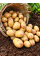 Картофель Пикассо семенной (среднепоздний, 1 репродукция) 5 кг.