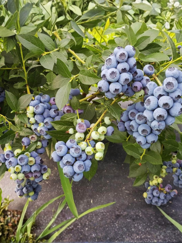 Голубика раннеспелая Река