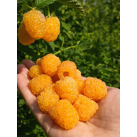 Малина ранньостигла Голден Куїн (3 шт)