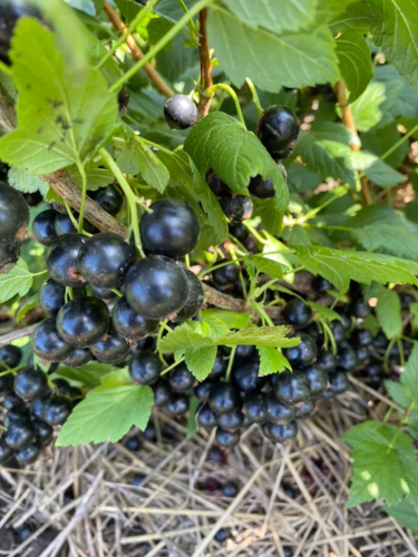 Смородина чорна Ювілейна Копаня (3 шт)