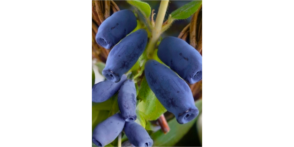Жимолость пізньостигла Хоней Бі
