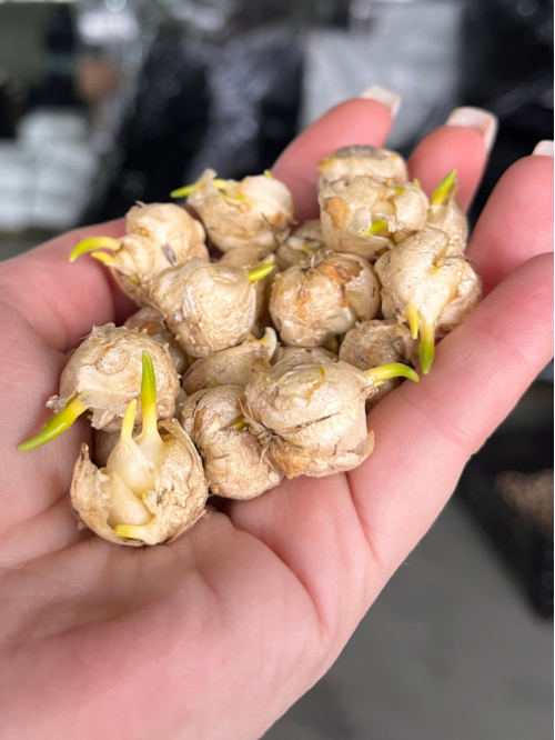 Фритилария Species Uva-Vulpis (5 шт. в упаковке)