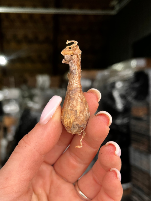 Габрантус Robustus (5 шт. в упаковці)