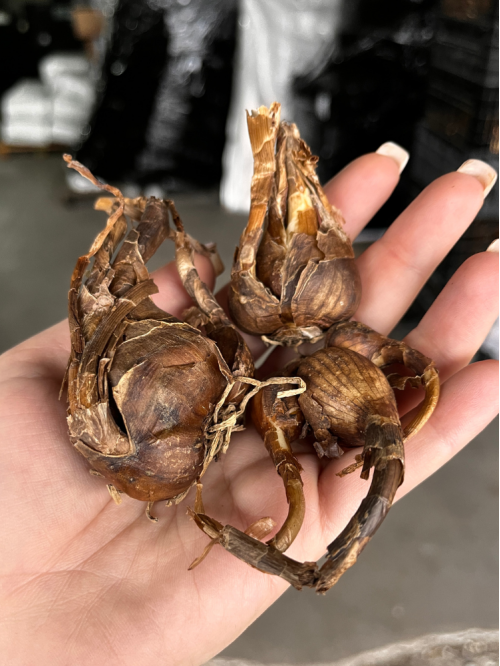 Хлідантус Fragrans