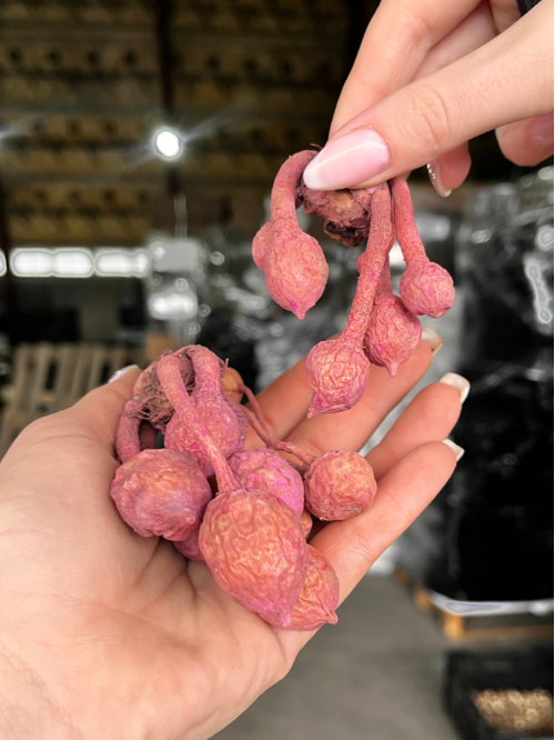 Куркума "Pink Wonder" (бульба) 1 шт в упаковці