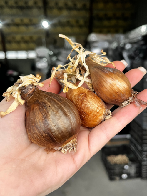 Ликорис Radiata