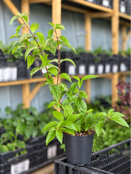 Дейція гібридна Монт Роуз (в контейнері Р9)
