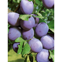 Слива Стенли (осенний сорт)