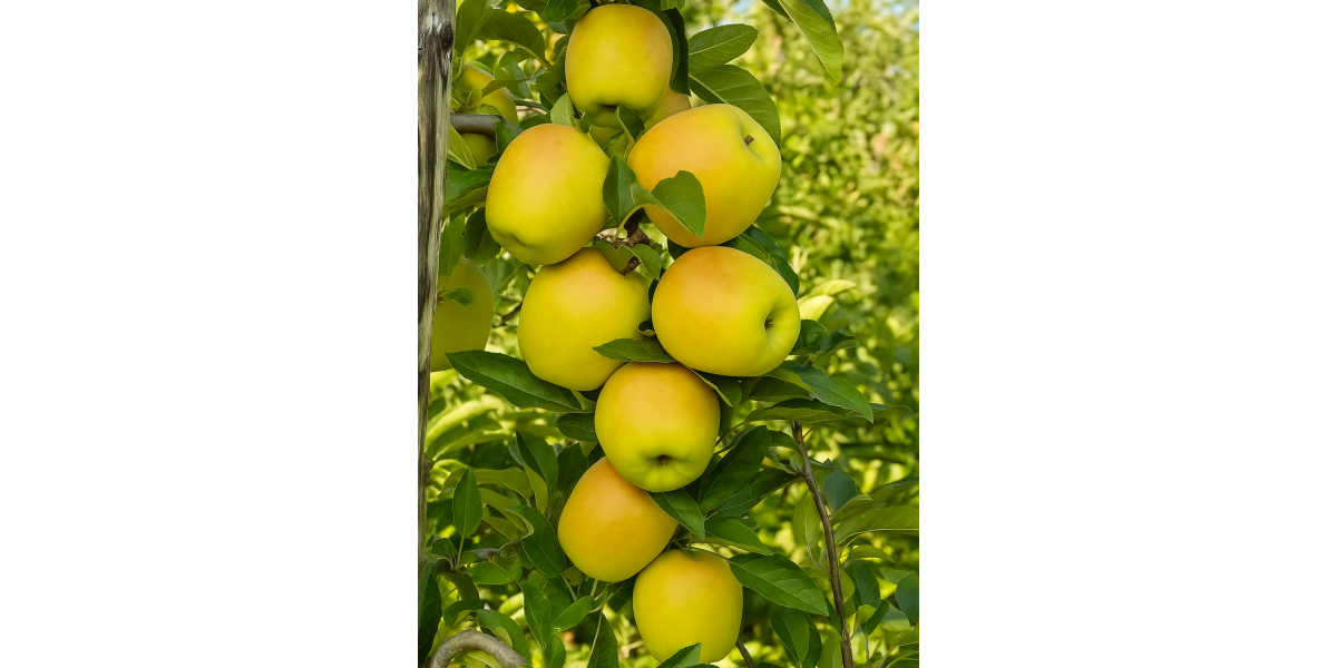 Яблоня Луна (зимний сорт)