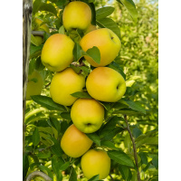 Яблуня Луна (зимовий сорт)