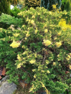 Ялівець Chinensis Expansa Variegata (контейнер С3)