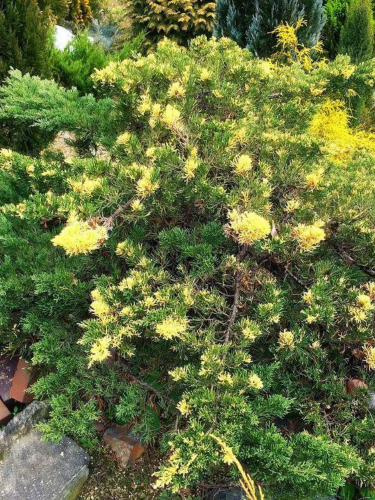 Ялівець Chinensis Expansa Variegata (контейнер С3)