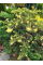 Ялівець Chinensis Expansa Variegata (контейнер С3) висота саджанця 30-40 см