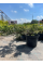 Ялівець Chinensis Expansa Variegata (контейнер С3) висота саджанця 30-40 см
