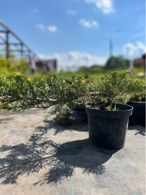 Ялівець Chinensis Expansa Variegata (контейнер С3) висота саджанця 30-40 см