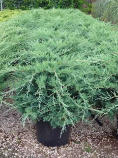 Ялівець середній "Pfitzeriana Glauca" (контейнер С2)