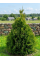Туя Brabant (Брабант) (контейнер Р9)