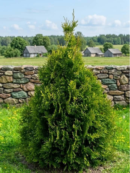 Туя Brabant (Брабант) (контейнер Р9)