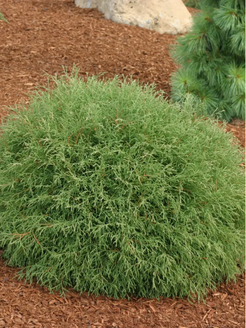 Туя Mr. Bowling Ball (Боулинг Болл) (контейнер Р9)