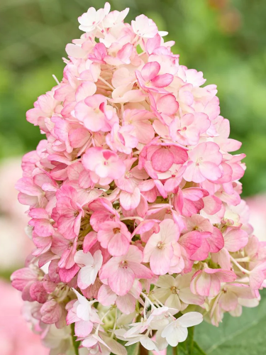 Гортензия Little Blossom (в контейнере 1л)